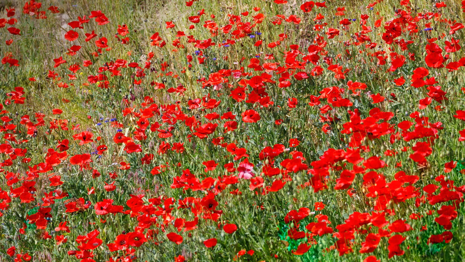 In Flanders Fields the Poppies Blow…