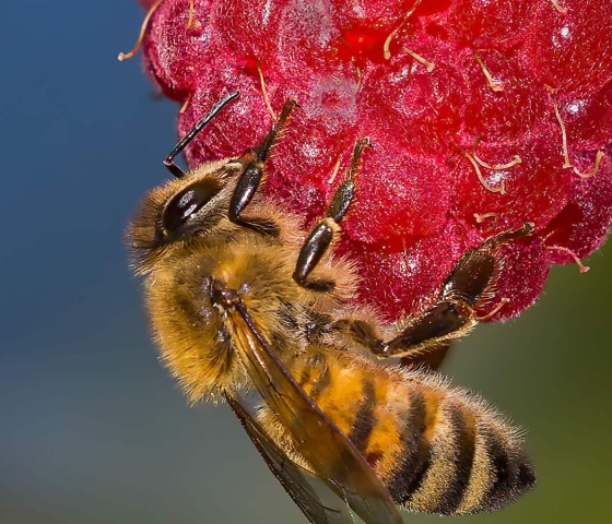 Botany and Blooms Photography